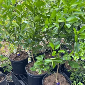 Calamondin Orange Tree - 2 Gallon Citrus Tree - 3 Feet Tall - Free Shipping - Not Ship CA