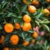 Calamondin Tree Bush 1 Gal Citrus Tree - Compact Home Garden Plant - Free Shipping - Not Ship CA