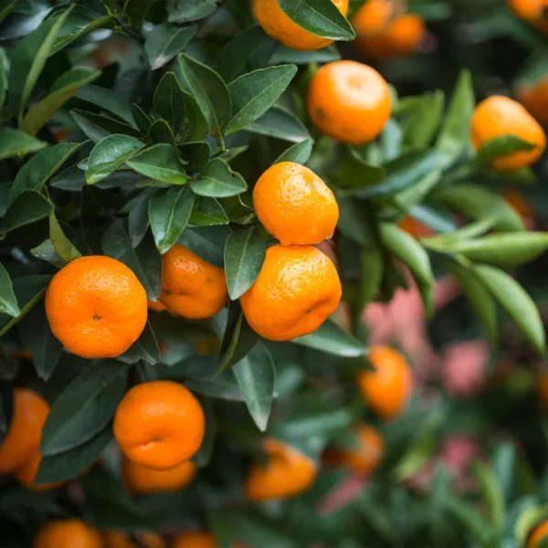 Calamondin Tree Bush 1 Gal Citrus Tree - Compact Home Garden Plant - Free Shipping - Not Ship CA