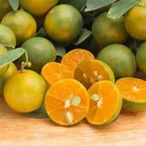 Calamondin Tree Bush 1 Gal Citrus Tree - Compact Home Garden Plant - Free Shipping - Not Ship CA