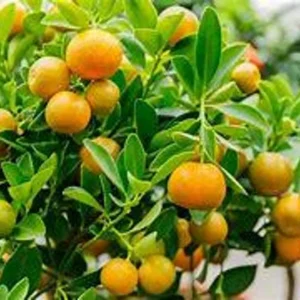 Calamondin Tree Bush 1 Gal Citrus Tree - Compact Home Garden Plant - Free Shipping - Not Ship CA