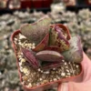 Calico Hearts Heart Plant Rare Succulent 3 inch Pot - Unique Indoor Plant