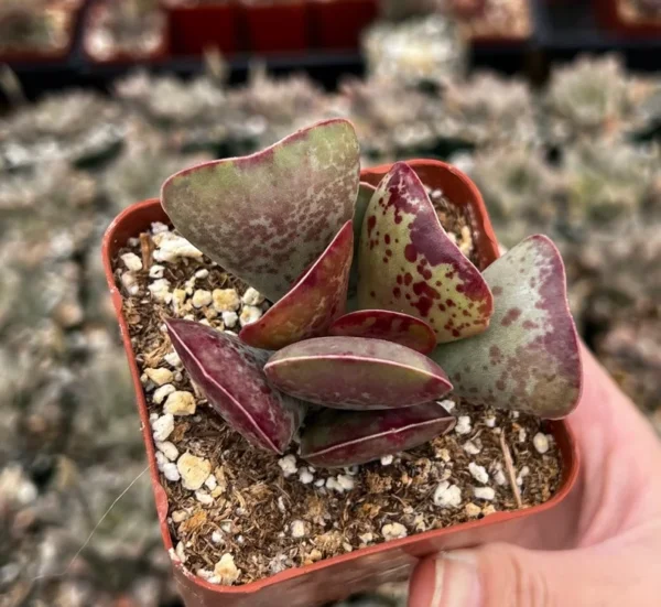 Calico Hearts Heart Plant Rare Succulent 3 inch Pot - Unique Indoor Plant