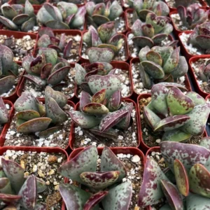 Calico Hearts Heart Plant Rare Succulent 3 inch Pot - Unique Indoor Plant