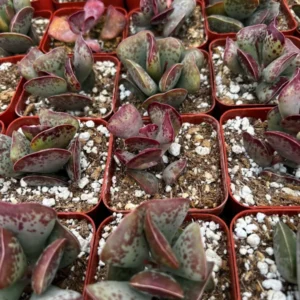 Calico Hearts Heart Plant Rare Succulent 3 inch Pot - Unique Indoor Plant