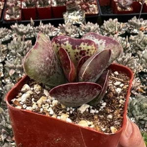 Calico Hearts Heart Plant Rare Succulent 3 inch Pot - Unique Indoor Plant
