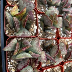 Calico Hearts Heart Plant Rare Succulent 3 inch Pot - Unique Indoor Plant