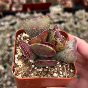 Calico Hearts Heart Plant Rare Succulent 3 inch Pot - Unique Indoor Plant
