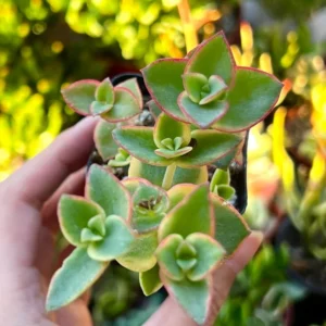 Calico Kitten Crassula Variegated Succulent Live Hanging Plant 2in Pot