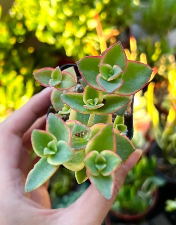 Calico Kitten Crassula Variegated Succulent Live Hanging Plant 2in Pot
