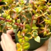 Calico Kitten Crassula Variegated Succulent Live Hanging Plant 2in Pot