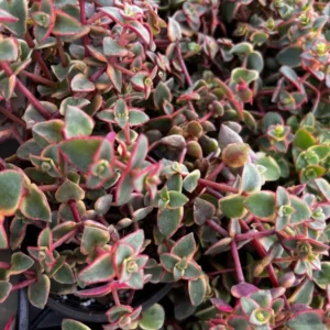 Calico Kitten Crassula Variegated Succulent Live Hanging Plant 2in Pot