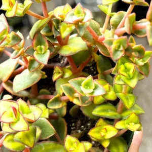 Calico Kitten Crassula Variegated Succulent Live Hanging Plant 2in Pot