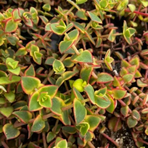 Calico Kitten Crassula Variegated Succulent Live Hanging Plant 2in Pot