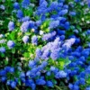 California Lilac Tree - Ceanothus Concha Plant 1 Ft Tall in 6" Pot