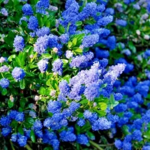 California Lilac Tree - Ceanothus Concha Plant 1 Ft Tall in 6