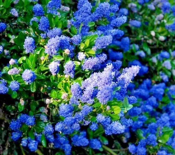 California Lilac Tree - Ceanothus Concha Plant 1 Ft Tall in 6" Pot