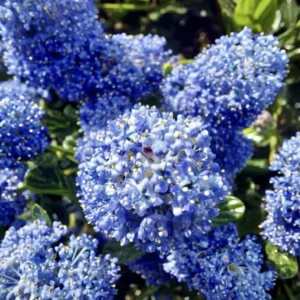 California Lilac Tree - Ceanothus Concha Plant 1 Ft Tall in 6" Pot