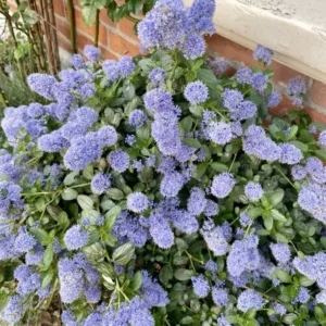 California Lilac Tree - Ceanothus Concha Plant 1 Ft Tall in 6