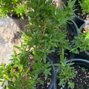 California Lilac Tree - Ceanothus Concha Plant 1 Ft Tall in 6