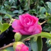 Camellia Chansonette Double Pink Japonica Plant 1 Ft Tall - 6 Inch Pot