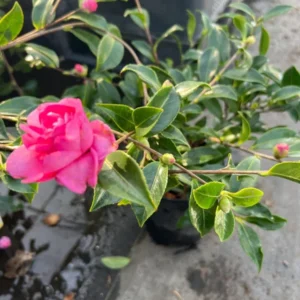 Camellia Chansonette Double Pink Japonica Plant 1 Ft Tall - 6 Inch Pot