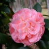 Camellia Debutante Japonica Plant - 1 Ft Tall - 6 Inch Pot - Flowering Shrub