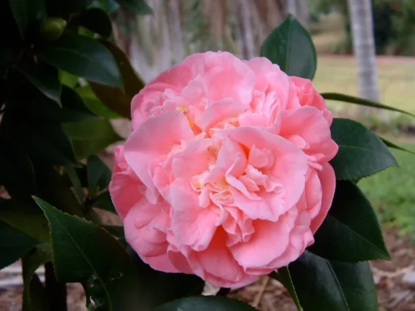 Camellia Debutante Japonica Plant - 1 Ft Tall - 6 Inch Pot - Flowering Shrub