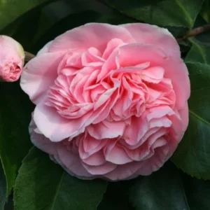 Camellia Debutante Japonica Plant - 1 Ft Tall - 6 Inch Pot - Flowering Shrub