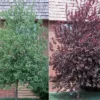 Canadian Red Choke Cherry Tree 2.5" Pot | Flowering Fruit Tree
