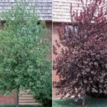 Canadian Red Choke Cherry Tree 2.5" Pot | Flowering Fruit Tree