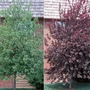 Canadian Red Choke Cherry Tree 2.5" Pot | Flowering Fruit Tree