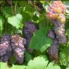 Canadice Seedless Grape Vine - 2 Bare Root Live Plants - Red Grapes