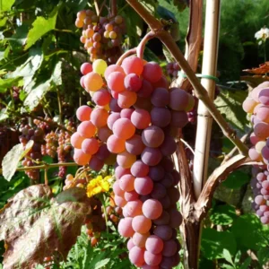 Canadice Seedless Grape Vine - Bare Root Live Plant - Red Grape Vine - April Preorder