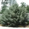 Carolina Sapphire Cypress Tree - 6-12 Inch Potted Arizona Cypress Plant