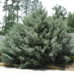Carolina Sapphire Cypress Tree - 6-12 Inch Potted Arizona Cypress Plant