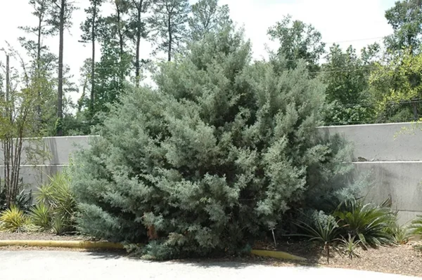 Carolina Sapphire Cypress Tree - 6-12 Inch Potted Arizona Cypress Plant