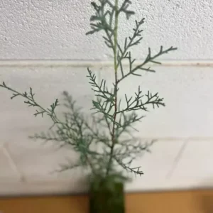 Carolina Sapphire Cypress Tree - 6-12 Inch Potted Arizona Cypress Plant