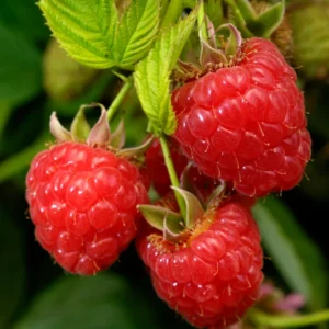 Caroline Raspberry Plant 3-Pack Dormant Root Stock - Red Raspberry Bush
