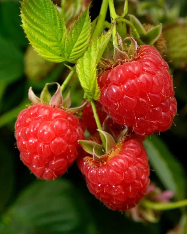 Caroline Raspberry Plant 3-Pack Dormant Root Stock - Red Raspberry Bush