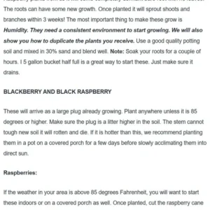 Caroline Raspberry Plant 3-Pack Dormant Root Stock - Red Raspberry Bush