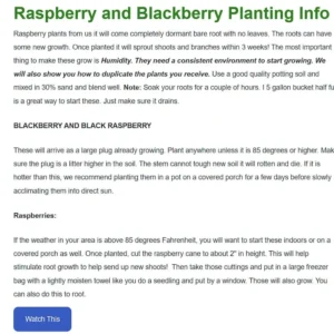 Caroline Raspberry Plant 3-Pack Dormant Root Stock - Red Raspberry Bush