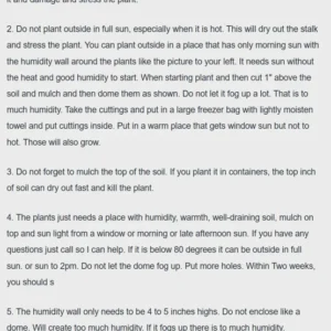 Caroline Raspberry Plant 3-Pack Dormant Root Stock - Red Raspberry Bush