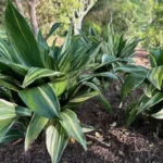 Cast Iron Variegated Asahi Plant 6 Inch Pot - Low Maintenance Indoor Plant