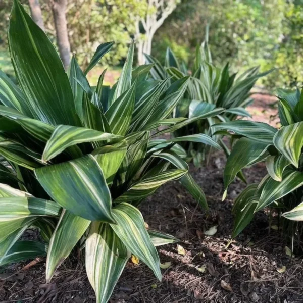Cast Iron Variegated Asahi Plant 6 Inch Pot - Low Maintenance Indoor Plant
