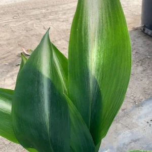 Cast Iron Variegated Asahi Plant 6 Inch Pot - Low Maintenance Indoor Plant