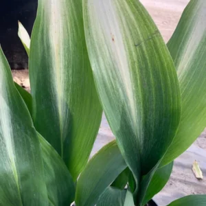 Cast Iron Variegated Asahi Plant 6 Inch Pot - Low Maintenance Indoor Plant