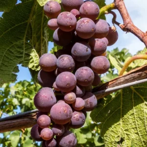 Catawba Grape Vine - 2 Year Old Bare Root Live Plant