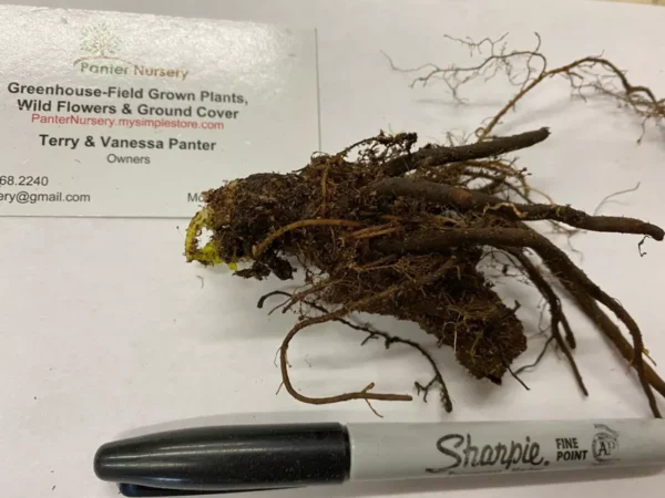 Celandine Poppy Bulbs - 5 Pack Stylophorum Diphyllym - Spring Flowering