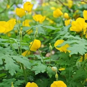 Celandine Poppy Bulbs - 5 Pack Stylophorum Diphyllym - Spring Flowering
